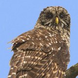 09SB7762 Barred Owl